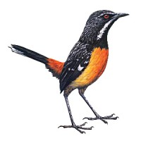 Rockjumper Birding logo